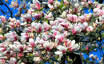 Magnolia, white, pink, blossoms HD wallpaper