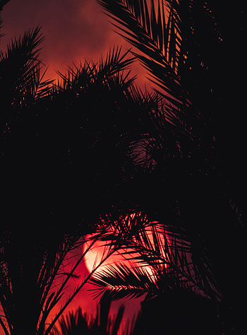 Sunset, Leaves, Dark, Silhouette, Palm HD phone wallpaper