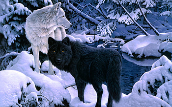 Black and White, trees, winter, wolves, snow HD wallpaper