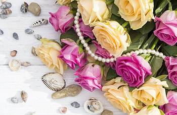 Roses, flowers, shells HD wallpaper