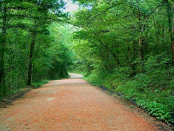 Nice Country Road, trees, road, leaves, limbs HD wallpaper