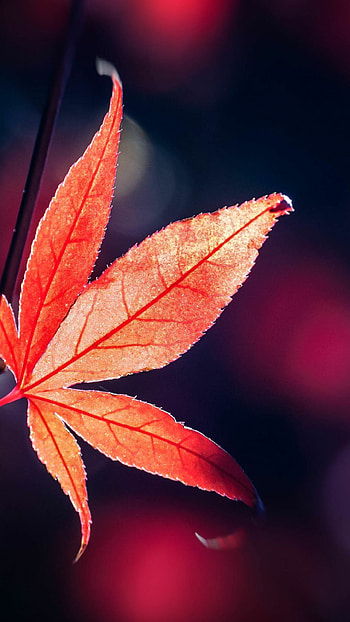 Dog with leaves, Animal graphy, Colorful foliage, Outdoor HD phone wallpaper