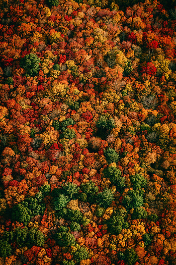 Nature, Trees, Autumn, View From Above, Forest, Multicolored, Motley HD phone wallpaper