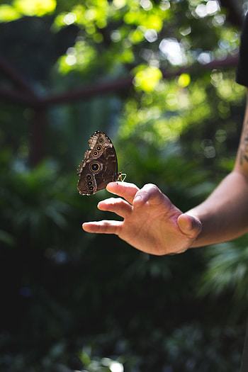 Nature, Hand, Miscellanea, Miscellaneous, Butterfly, Wings HD phone wallpaper