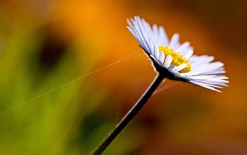 Plants, Flowers HD wallpaper