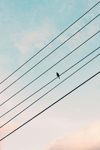 Sky, Miscellanea, Miscellaneous, Bird, Sparrow, Wire, Wires HD phone wallpaper