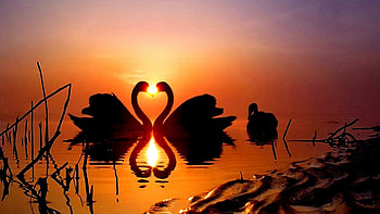 Swans Sunset, two, swans, lake, sunset, west sun HD wallpaper