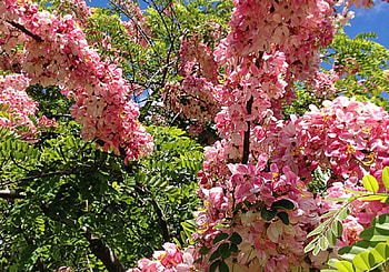 Rainbow Shower Tree, shower, rainbow, flower, tree HD wallpaper