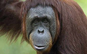 Animals, Monkey, Face, Emotions, Surprise, Astonishment HD wallpaper