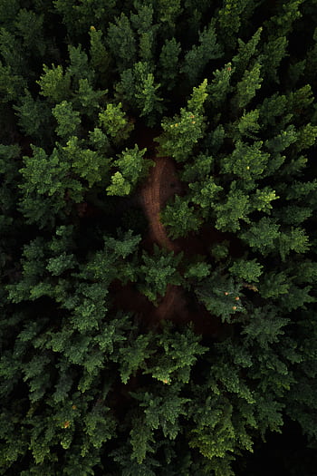 Stunning aerial drone view of a dense evergreen forest, showcasing rich greenery and natural tranquility. HD phone wallpaper