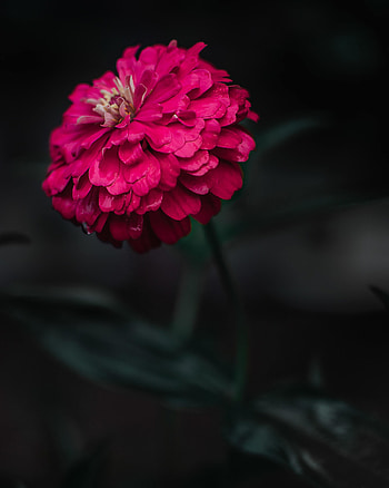 Flowers, Flower, Macro, Focus, Zinnia HD phone wallpaper
