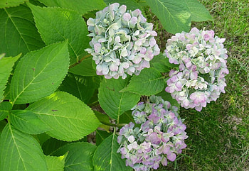 Flowers, Grass, Bush, Flowering, Bloom, Greens, Hydrangea HD wallpaper