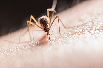 Macro shot capturing a mosquito piercing skin with its proboscis, highlighting its role as a pest. HD wallpaper