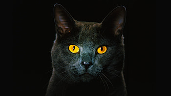 Animals, Cats HD wallpaper