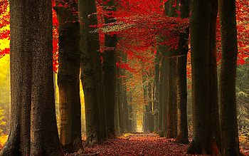 Trunks, Maple Tree HD wallpaper