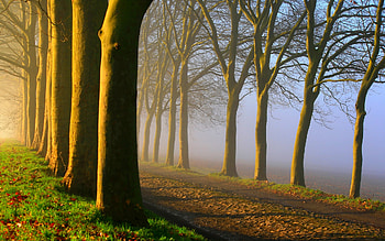 MORNING FOG, fog, morning, path, trees, alley, forest HD wallpaper
