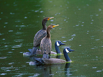 Birds on Ducks, ducks, funny, birds HD wallpaper