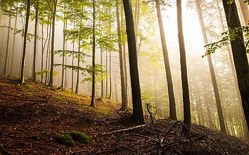 Mountain Forest, trees, nature, mountains, forest, mist HD wallpaper