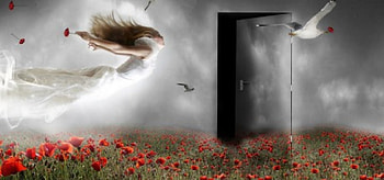 I Feel like a Seagull, hadacarolina, dom, seagull, feelings, happiness, dream word, beauty HD wallpaper