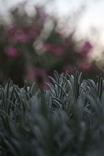 Grass, Macro, Blur, Smooth, Lawn HD phone wallpaper