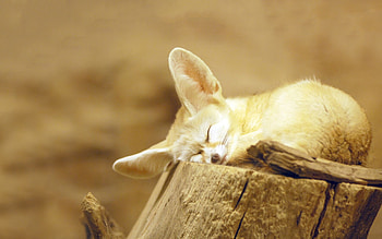 Fennec Fox, Cute desert dweller, Enchanting fennec, Desert fox HD wallpaper