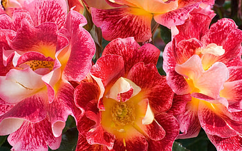 FLOWERS, PETALS, LEAVES, NATURE, COLORS HD wallpaper