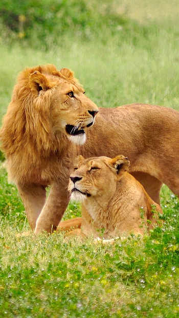 Lion , Green Nature, Background HD phone wallpaper
