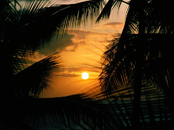 Landscape, Sunset, Palms HD wallpaper