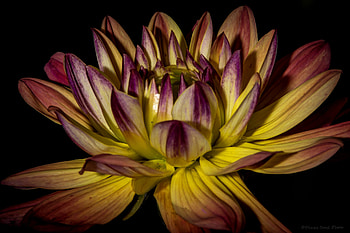 As long as there's You..!, color, wild, Lightroom, beauty, Reno, flash, you, light, flower, flowers, Nevada, Canon HD wallpaper