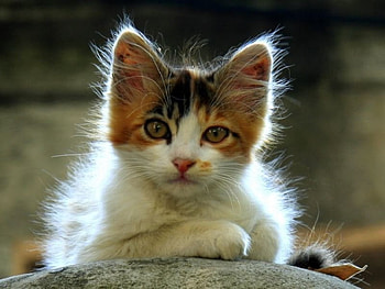tiny kitty, kitty, tiny HD wallpaper