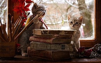 Still Life, books, cat, anima HD wallpaper