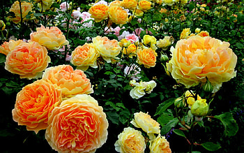 Yellow roses, nature, flowers, roses, graphy HD wallpaper