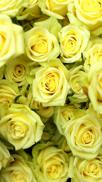 Yellow Rose, Beautiful, Rose HD phone wallpaper