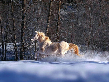 Wild Horse, winter, horse, , cool, wild HD wallpaper