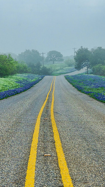 Texas Hill Country, Road trees fog, Landscape background HD phone wallpaper