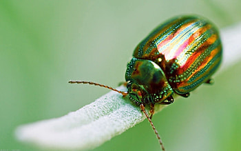 Macro, Insect, Golden, Bug, Beetle HD wallpaper