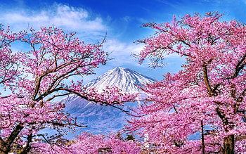 Japanese spring, Fuji, spring, peak, tree, flowering, beautiful, Japan, blossoms, blooming, trees, sky HD wallpaper