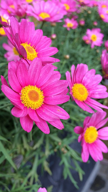 Flower, Floral HD phone wallpaper