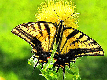 Swallowtail, black, butterfly, yellow, flower HD wallpaper