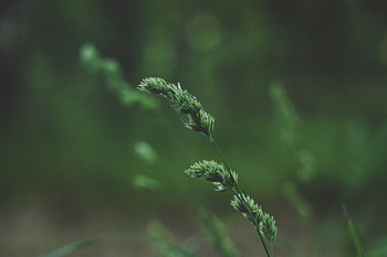 Grass, Plant, Macro, Stem, Stalk, Spikelet HD wallpaper