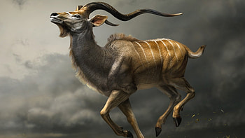 Wild Antelope, nature, antelope, wildlife, animals HD wallpaper