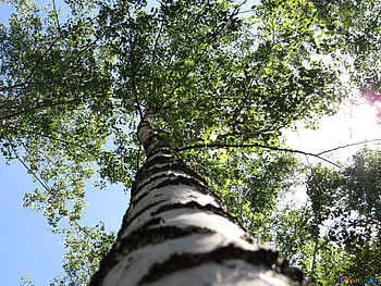 Birch grove , Birch tree , pics HD wallpaper
