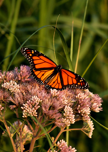 Animals, Flower, Macro, Pattern, Butterfly, Wings, Monarch Butterfly, Butterfly Monarch HD phone wallpaper