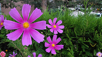 colores et soni, maria dolores, petit fleur, green, la musica, phil collins, bocelli, spring HD wallpaper
