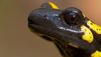 Reptiles and amphibians visual collection, Wildlife appreciation, Nature's diverse creatures, Explore the animal kingdom HD wallpaper