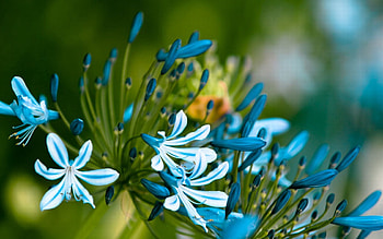 Flowers, Leaves, Petals, Buds HD wallpaper