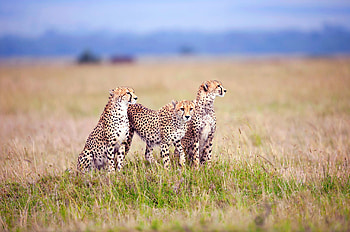 Animals, Grass, Cheetah, Predators, Field, Three HD wallpaper