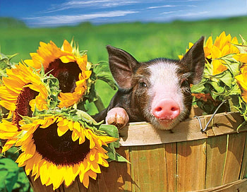 :), animal, porc, cute, sunflower, pig, summer, green, yellow, vara HD wallpaper