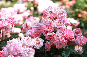 Flowers, Roses, Pink, Bloom, Flowering, Buds HD wallpaper