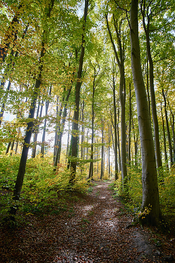 Nature, Trees, Bush, Forest, Branches, Path HD phone wallpaper